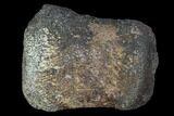 Hadrosaur Foot Bone - Alberta (Disposition #-) #100493-1